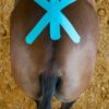 RockTape Equine - Bulk Black Logo (5cmx32m) - Bild 2
